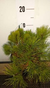 Pinus mugo pumilio 20-25 cm cont. 2,0L