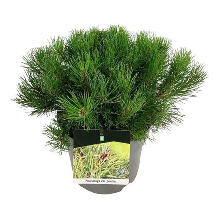 Pinus mugo pumilio 30-40 cm cont. 7,5L - afbeelding 4