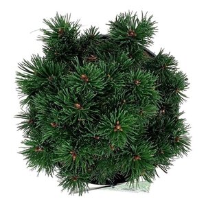 Pinus mugo 'Sherwood Compact' 20-25 cm cont. 5,0L - afbeelding 4