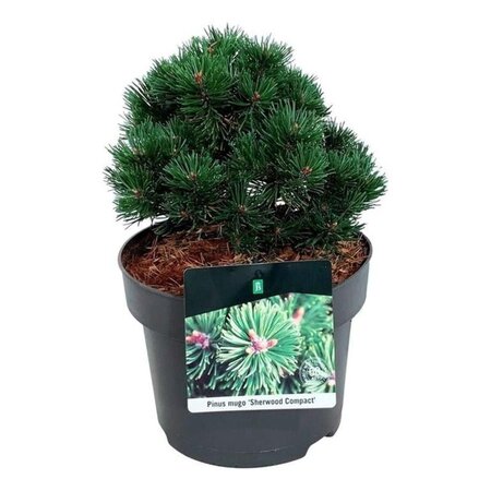 Pinus mugo 'Sherwood Compact' 20-25 cm cont. 5,0L - image 2