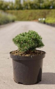 Pinus mugo 'Sherwood Compact' 20-25 cm cont. 5,0L - image 5