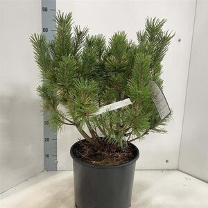 Pinus mugo 'Winter Sun' 50-60 cm cont. 15L