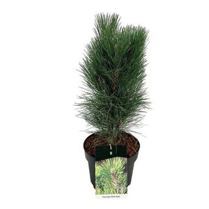 Pinus nigra 'Green Tower' 40-50 cm cont. 7,5L - afbeelding 1