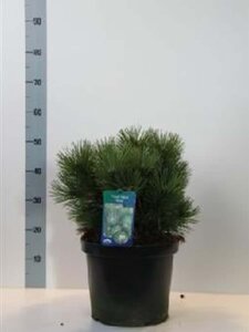 Pinus nigra 'Nana' 30-40 cm cont. 7,5L