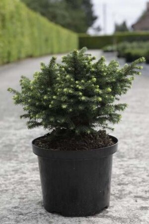 Picea omorika 'Karel' 25-30 cm cont. 5,0L