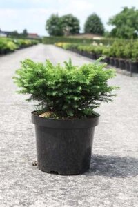 Picea omorika 'Karel' 30-40 cm cont. 7,5L - image 2