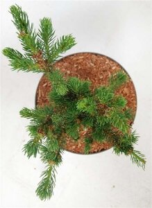 Picea pungens 'Lucky Strike' 30-40 cm cont. 5,0L - afbeelding 3