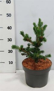 Picea pungens 'Lucky Strike' 30-40 cm cont. 5,0L - image 1