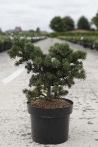 Picea pungens 'Lucky Strike' 30-40 cm cont. 5,0L - image 4