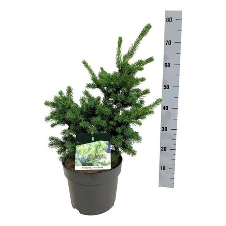 Picea pungens 'Lucky Strike' 40-50 cm cont. 7,5L - afbeelding 2