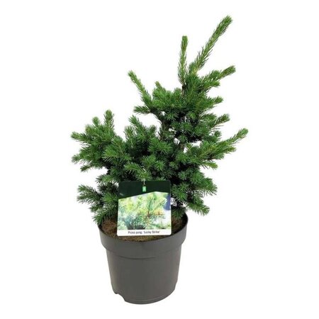 Picea pungens 'Lucky Strike' 40-50 cm cont. 7,5L - afbeelding 3