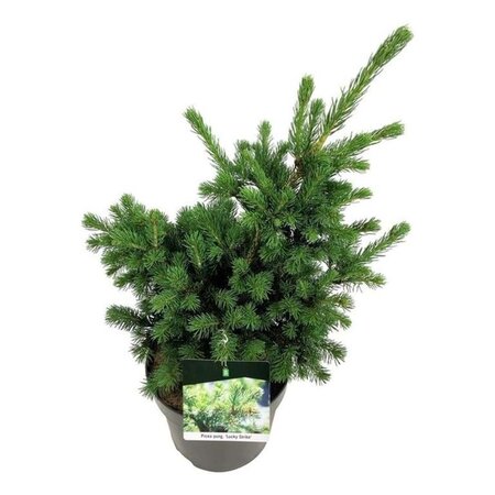 Picea pungens 'Lucky Strike' 40-50 cm cont. 7,5L - afbeelding 4