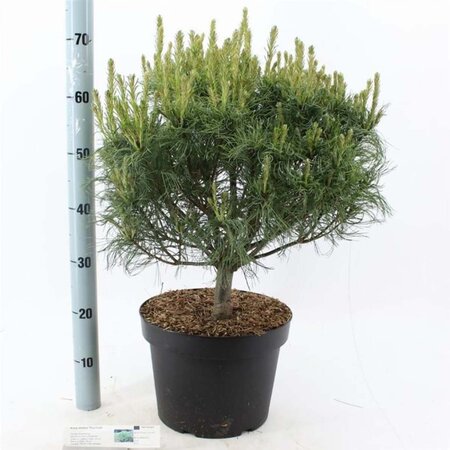 Pinus strobus 'Tiny Kurls' 40-50 cm cont. 10L