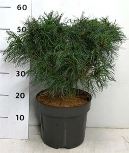 Pinus strobus 'Tiny Kurls' 40-50 cm cont. 7,5L - afbeelding 1