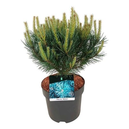 Pinus sylv. 'Watereri' 30-40 cm cont. 7,5L - afbeelding 2