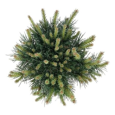 Pinus sylv. 'Watereri' 30-40 cm cont. 7,5L - afbeelding 5