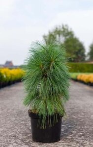 Pinus schwerinii 'Wiethorst' 40-50 cm cont. 7,5L