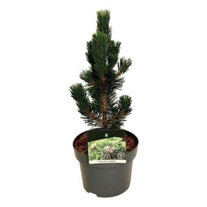 Pinus thunbergii 'Kotobuki' 30-40 cm cont. 5,0L - afbeelding 1