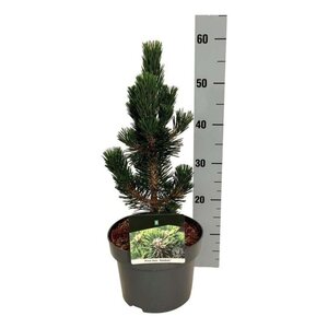 Pinus thunbergii 'Kotobuki' 30-40 cm cont. 5,0L - afbeelding 2