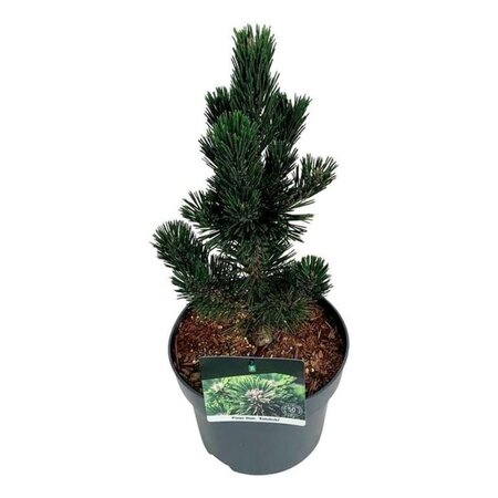 Pinus thunbergii 'Kotobuki' 30-40 cm cont. 5,0L - afbeelding 3