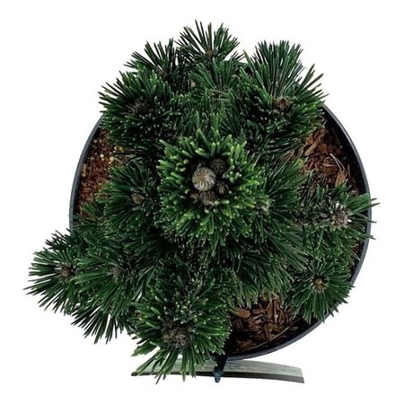 Pinus thunbergii 'Kotobuki' 30-40 cm cont. 5,0L - afbeelding 4