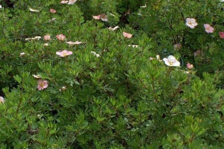 Potentilla f. Lovely Pink geen maat specificatie cont. 1,5L - afbeelding 1