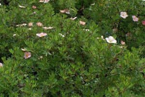 Potentilla f. Lovely Pink geen maat specificatie cont. 1,5L - afbeelding 1