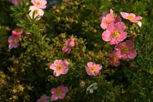 Potentilla f. Lovely Pink geen maat specificatie cont. 1,5L - afbeelding 2