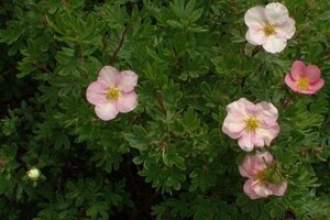 Potentilla f. Lovely Pink geen maat specificatie cont. 1,5L - afbeelding 3