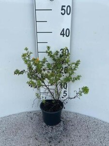 Potentilla f. Marian Red Robin 25-30 cm cont. 1L