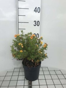 Potentilla f. Marian Red Robin geen maat specificatie cont. 1,3L - afbeelding 1