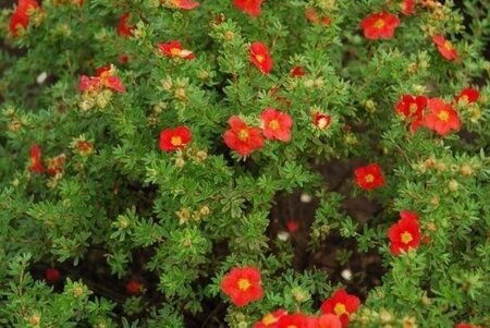 Potentilla f. Marian Red Robin geen maat specificatie cont. 1,5L - afbeelding 1