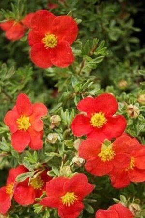 Potentilla f. Marian Red Robin geen maat specificatie cont. 1,5L - afbeelding 2