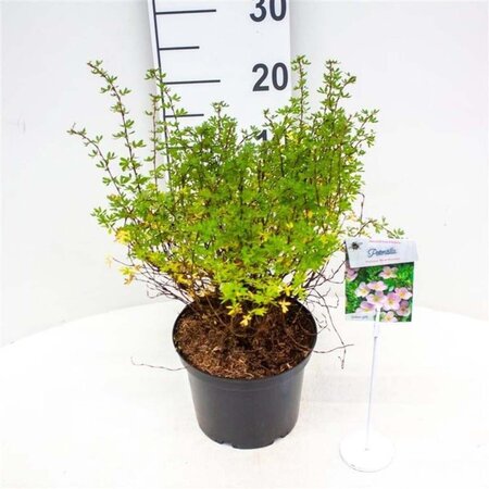 Potentilla f. Princess 25-30 cm cont. 3,0L