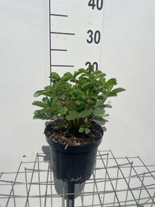 Potentilla nep. 'Miss Willmott' geen maat specificatie cont. 3,0L - afbeelding 2