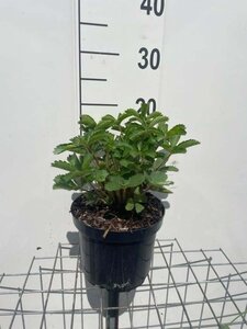 Potentilla nep. 'Miss Willmott' geen maat specificatie cont. 3,0L - afbeelding 1