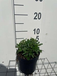 Potentilla tridentata 'Nuuk' geen maat specificatie cont. 1,3L - afbeelding 1