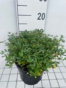 Potentilla tridentata 'Nuuk' geen maat specificatie cont. 3,0L - afbeelding 2