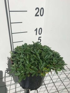 Potentilla tridentata 'Nuuk' geen maat specificatie cont. 3,0L - afbeelding 3