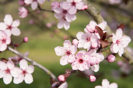 Prunus cer. 'Nigra'= 'Pissardii' 100-125 cm wortelgoed - afbeelding 1