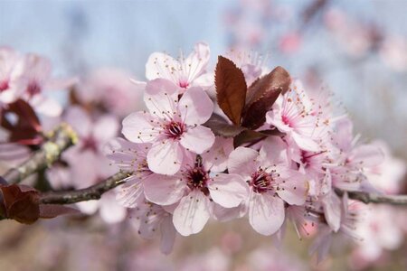 Prunus cer. 'Nigra'= 'Pissardii' 100-125 cm wortelgoed - afbeelding 9