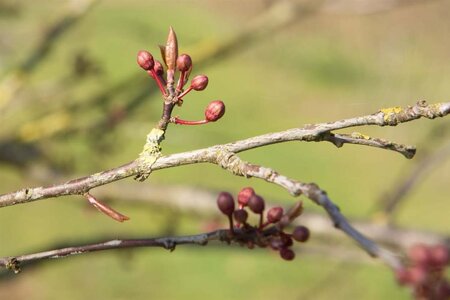 Prunus cer. 'Nigra'= 'Pissardii' 100-125 cm wortelgoed - afbeelding 8