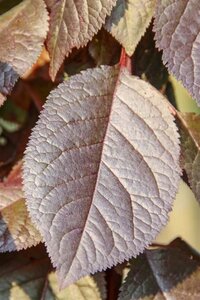 Prunus cer. 'Nigra'= 'Pissardii' 100-125 cm wortelgoed - afbeelding 7