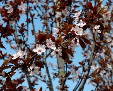 Prunus cer. 'Nigra'= 'Pissardii' 100-125 cm wortelgoed - afbeelding 5