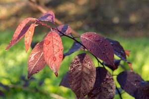 Prunus cer. 'Nigra'= 'Pissardii' 100-125 cm wortelgoed - afbeelding 3