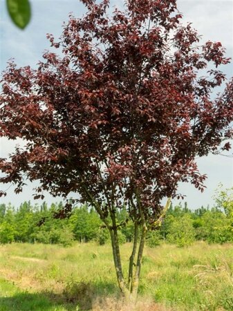 Prunus cer. 'Nigra'= 'Pissardii' 100-125 cm wortelgoed - afbeelding 2