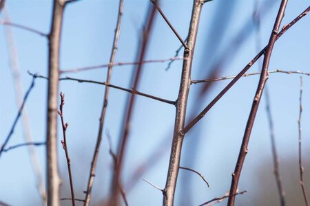 Prunus cer. 'Nigra'= 'Pissardii' 100-125 cm wortelgoed - afbeelding 11