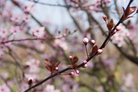 Prunus cer. 'Nigra'= 'Pissardii' geen maat specificatie wortelgoed 3-5 tak struik - afbeelding 7