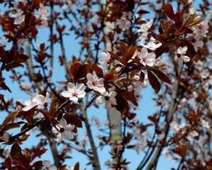 Prunus cer. 'Nigra'= 'Pissardii' geen maat specificatie wortelgoed 3-5 tak struik - afbeelding 6