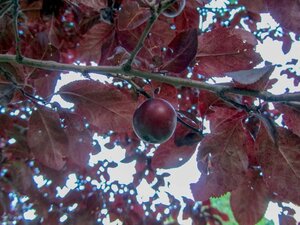 Prunus cer. 'Nigra'= 'Pissardii' geen maat specificatie wortelgoed 5-8 tak struik - afbeelding 10